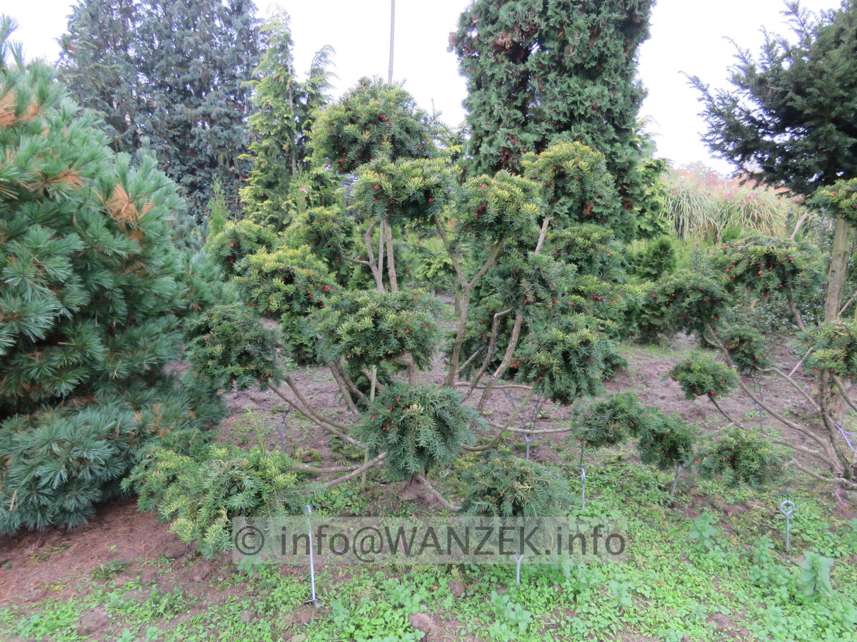 Taxus baccata Washingtonii - Bonsai.JPG
